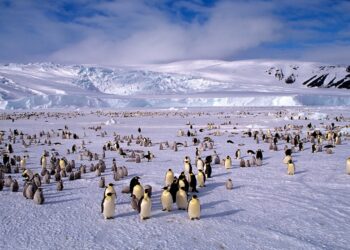 Antarktika’da Dünyanın En Büyük Doğal Rezervi Oluşturuluyor