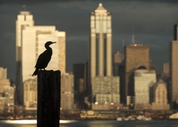 İnsan 14 Bin Omurgalı Canlı Türünü Yüzde 60 Oranında Azalttı!