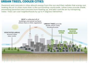 Kentlerde Ağaçlandırmayla İnsan Hayatı Kurtarılabilir
