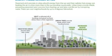 Kentlerde Ağaçlandırmayla İnsan Hayatı Kurtarılabilir