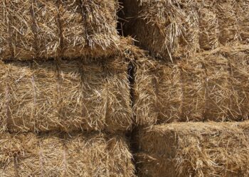 Çevre Platformu: Bozuk Balalar Eşeklere Yedirilmek İsteniyor