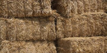 Çevre Platformu: Bozuk Balalar Eşeklere Yedirilmek İsteniyor