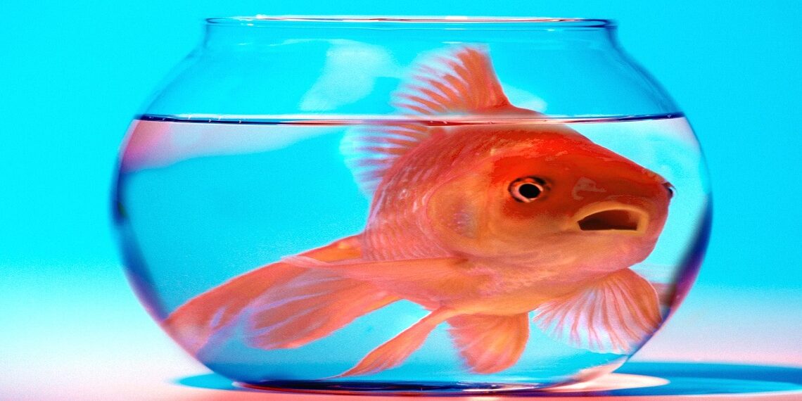 Şimdi Hayatlar Gitti Ya; Sen Yine Sus Pus Olacaksın Ya…