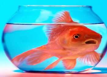 Şimdi Hayatlar Gitti Ya; Sen Yine Sus Pus Olacaksın Ya…