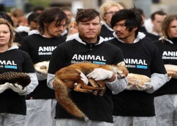 Aktivistler Hayvanlara Yapılan Zulüme Dikkat Çekti -Video-