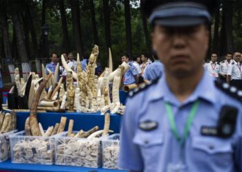 Çin’den ‘Tarihi’ Fildişi Yasağı