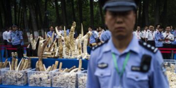 Çin’den ‘Tarihi’ Fildişi Yasağı