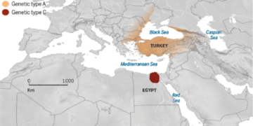 Bilim İnsanları Kedilerin Kökenini İnceledi