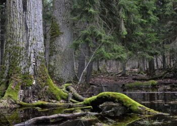 Avrupa Adalet Divanı’ndan Avrupa’nın En Eski Ormanı Bialowieza İçin Karar