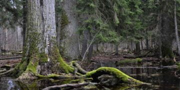Avrupa Adalet Divanı’ndan Avrupa’nın En Eski Ormanı Bialowieza İçin Karar