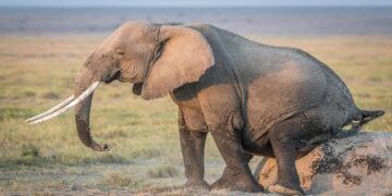 Temizlik İçin Önce Pis Kokudan Kurtulalım
