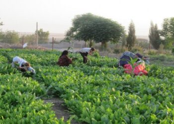 Rojava: Ekonomik Başarılar ve Komünal Ekonomiye Dönüş | Birvan Hamy