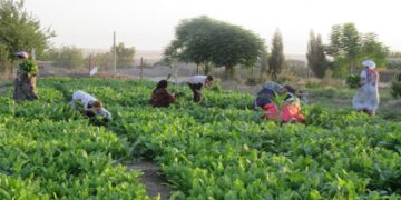Rojava: Ekonomik Başarılar ve Komünal Ekonomiye Dönüş | Birvan Hamy