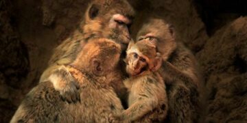 Brüksel’de hayvan deneyleriyle ilgili yasak kararı