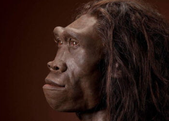 Tembellik: Homo Erectus’un sonu