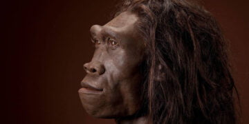 Tembellik: Homo Erectus’un sonu