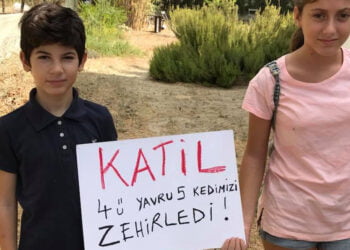 Boğazköy’de kedi katliamı