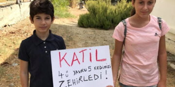 Boğazköy’de kedi katliamı