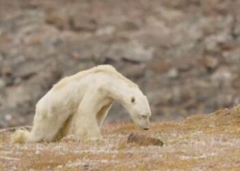 National Geographic’den kutup ayısı itirafı!