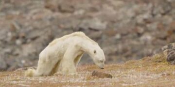 National Geographic’den kutup ayısı itirafı!