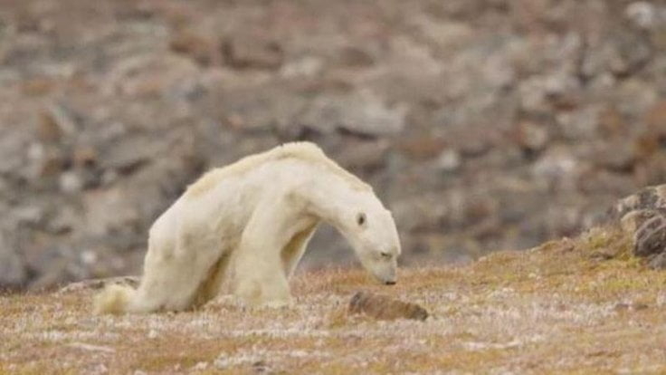 National Geographic’den kutup ayısı itirafı!
