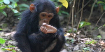 Modern insanın en son ayak başparmağı evrildi