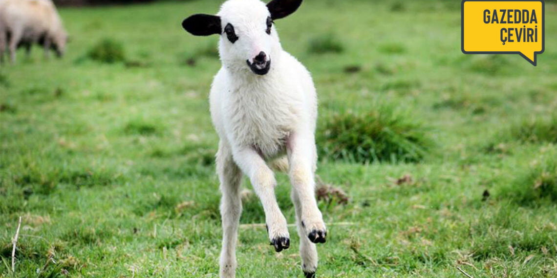 Yükselen veganizm ile et pişti mi? – Peter Singer