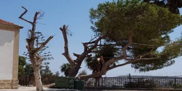 “Yaprak Döküyor” Diye Ağaç Kıyımı