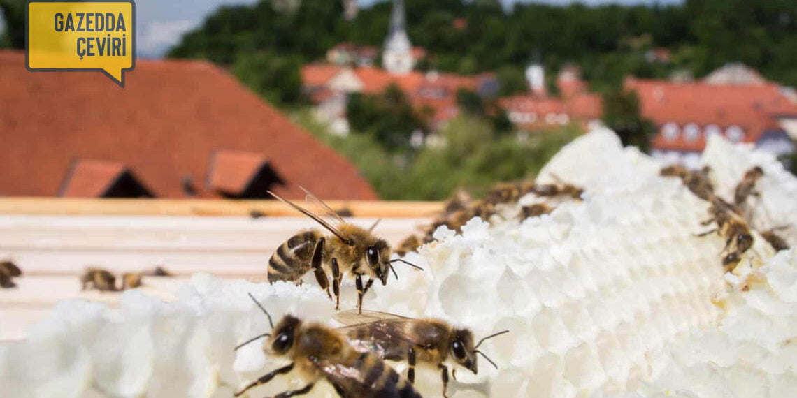 Slovenya’da hayat tatlıdır