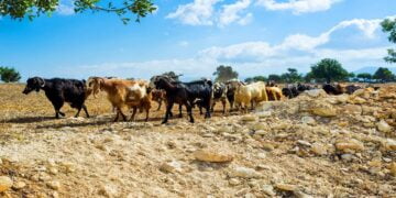 Burası Kıbrıs: ‘Sahte’ Keçilerden ‘Sınır İhlali’! | Video