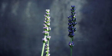 Acı mutluluk için fırsattır – Tevfik Aytekin