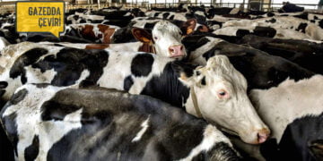 “Avrupa’nın et ve süt tüketimi 2050’ye kadar yarı yarıya azaltılmalı”