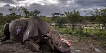 44 yılda yabani hayvanların yüzde 60’ı yok oldu