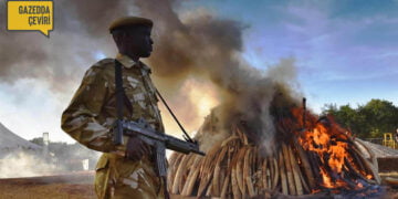 Vahşi yaşama açtığımız yozlaşmış ve yasadışı savaşta hepimiz kaybediyoruz