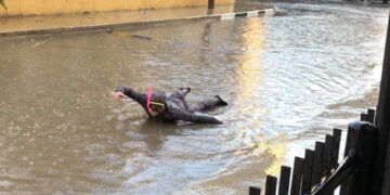 Mağusa’da bu da oldu: Sular altında kalan mahallede yüzmeyi denedi