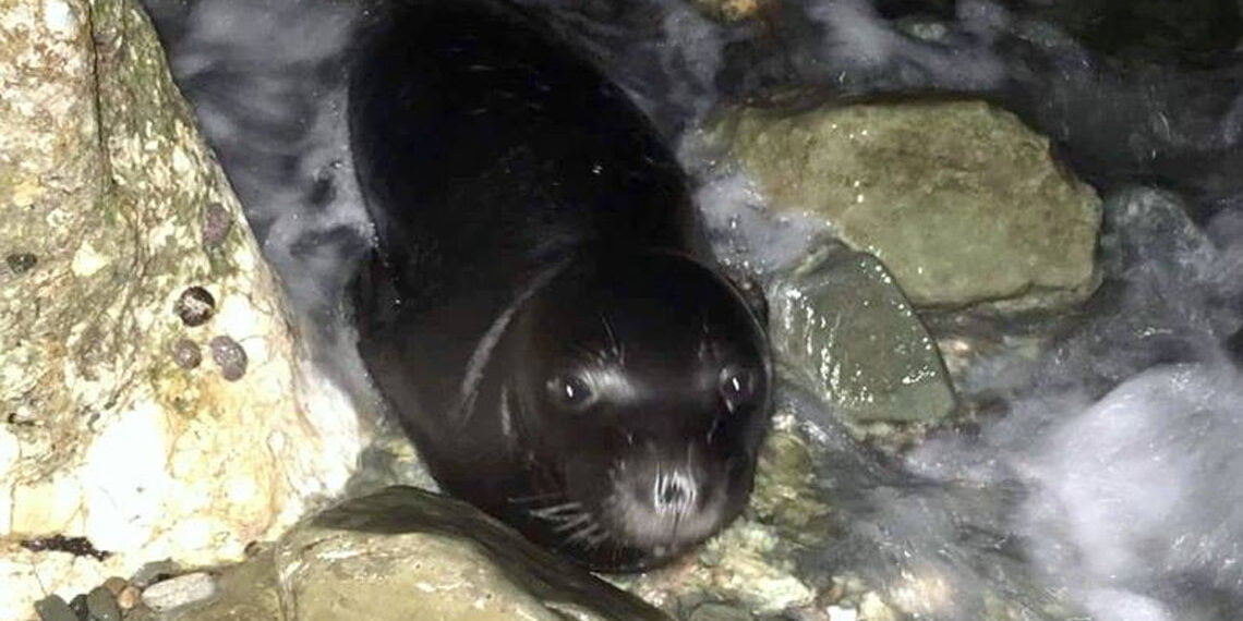 Gemikonağı’nda Akdeniz Foku görüldü