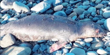 Bu kez kıyıya vurmuş olarak bulundu