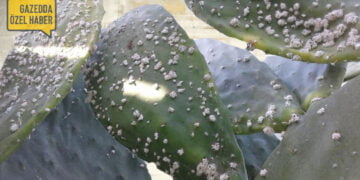 Çatoz’da Babutsalar tehlike altında (Foto Haber)