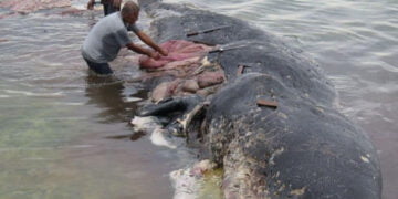 Ölü balinanın midesinden ‘Dünya’nın pisliği çıktı