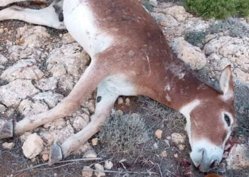 Karpaz’da ölü bulunan eşek, avcılar tarafından öldürüldü