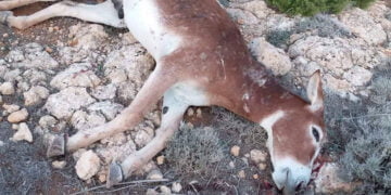 Karpaz’da ölü bulunan eşek, avcılar tarafından öldürüldü