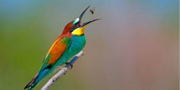 Küresel ısınma hayvanların yaşam alanlarını etkiliyor