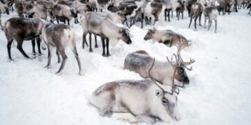 Kuzey Kutbu’ndaki ren geyiklerinin sayısı yarıdan fazla azaldı
