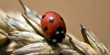 Böcek türleri yeryüzünden siliniyor