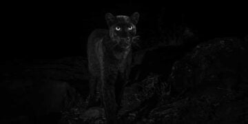 100 yıl sonra ilk kez görüntülendi