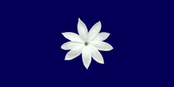 ‘Yasemin Hareketi’ AP seçimleri için listesini açıkladı