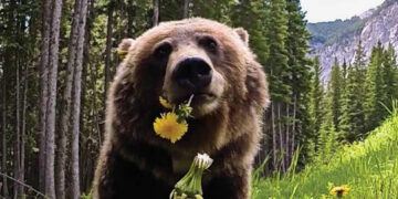 Yanlış yerde kış uykusuna yattı