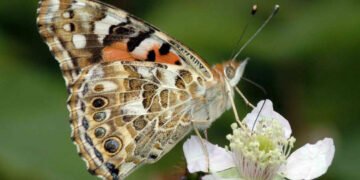 Milyonlarca kelebek Kıbrıs üzeriden Balkanlar’a göç ediyor