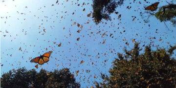 Kelebeklerin bahar göçü