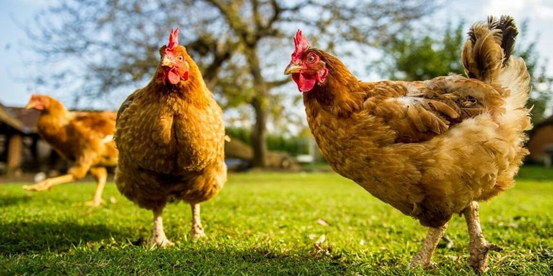 Tavuklar kümese giren tilkiyi ‘birlik olup öldürdü’